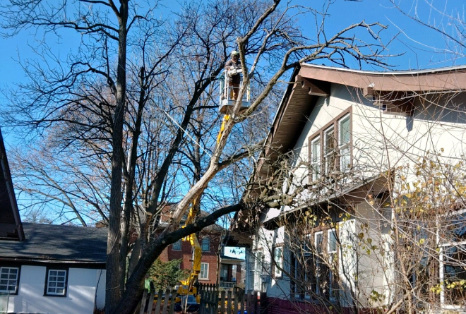 ongoing tree trimming